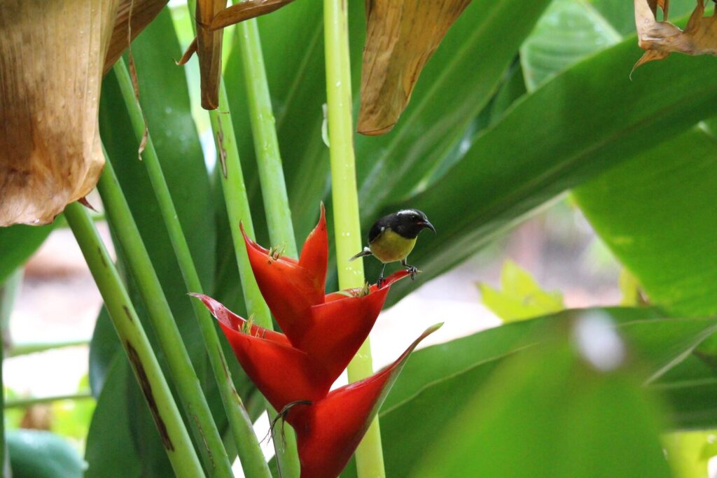 Close up bird red flower 1633821 96 Close up bird red flower 1633821 96