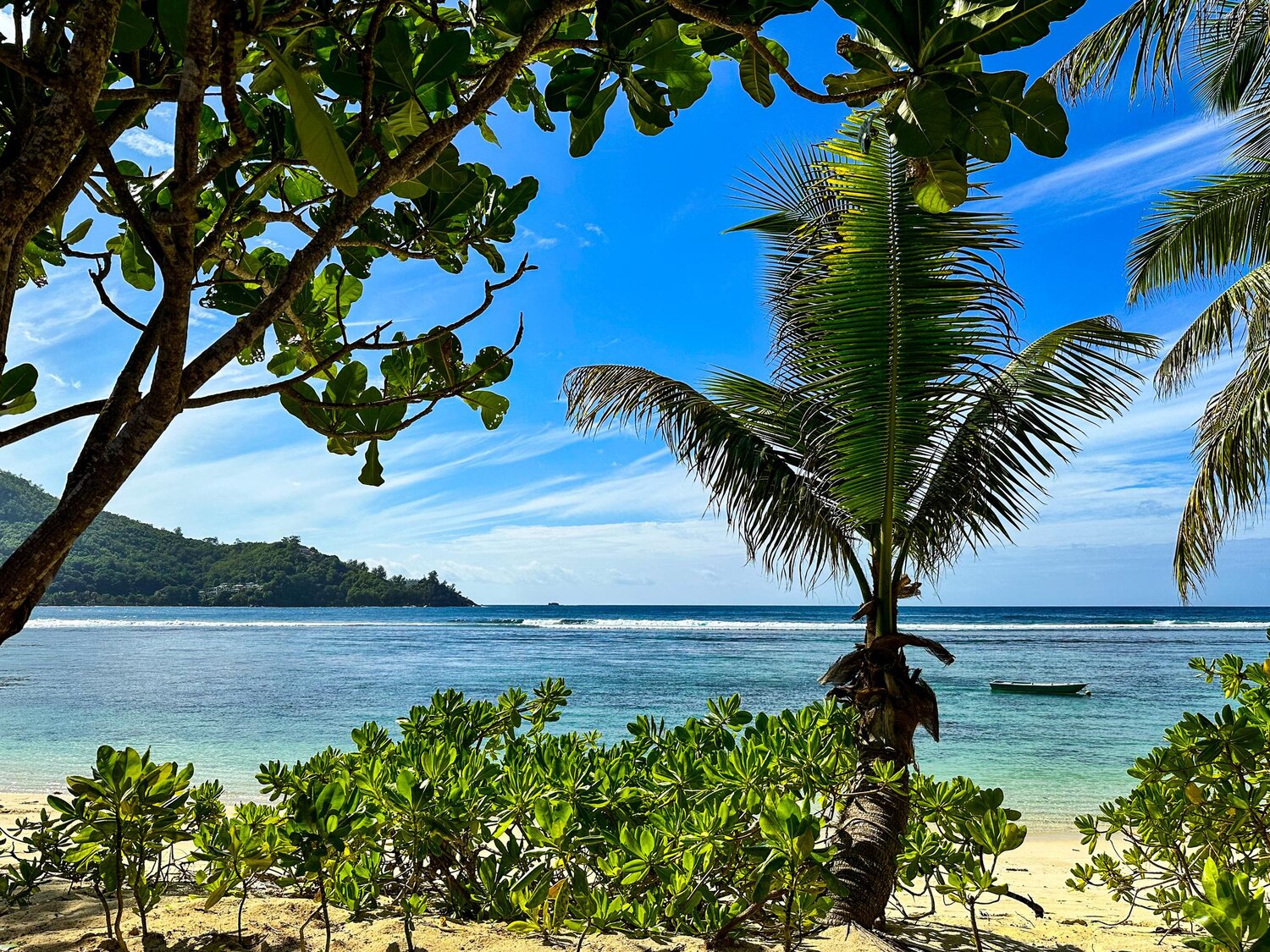 Palm trees sunny day tropical beach seychelles islands 713496 479 Palm trees sunny day tropical beach seychelles islands 713496 479